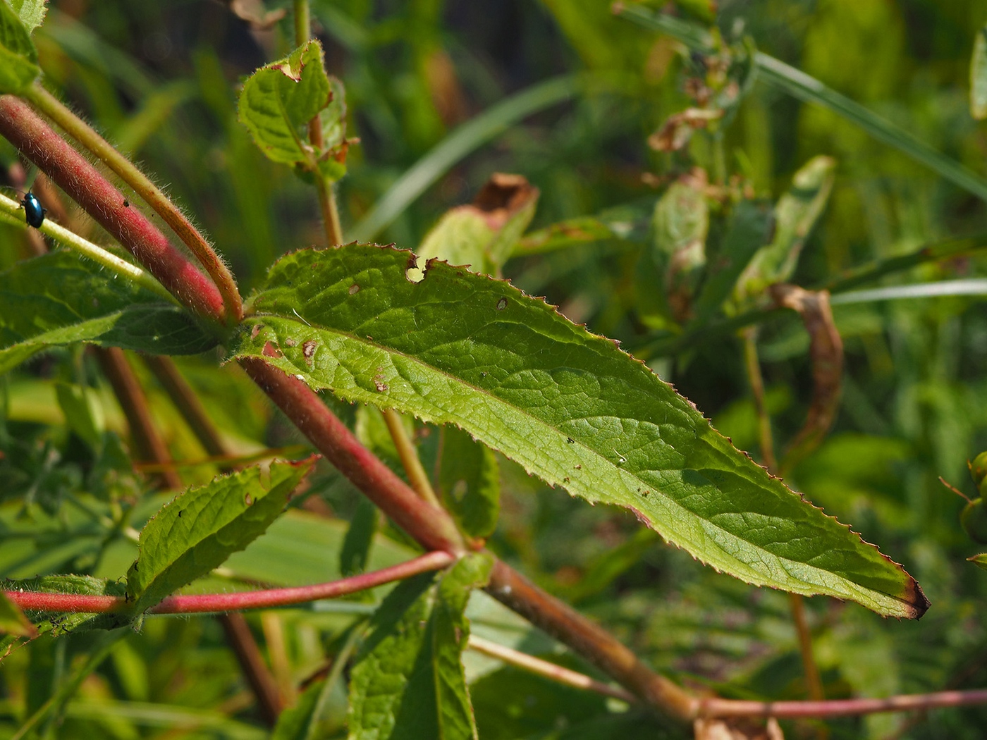 Image of Epilobium hirsutum specimen.