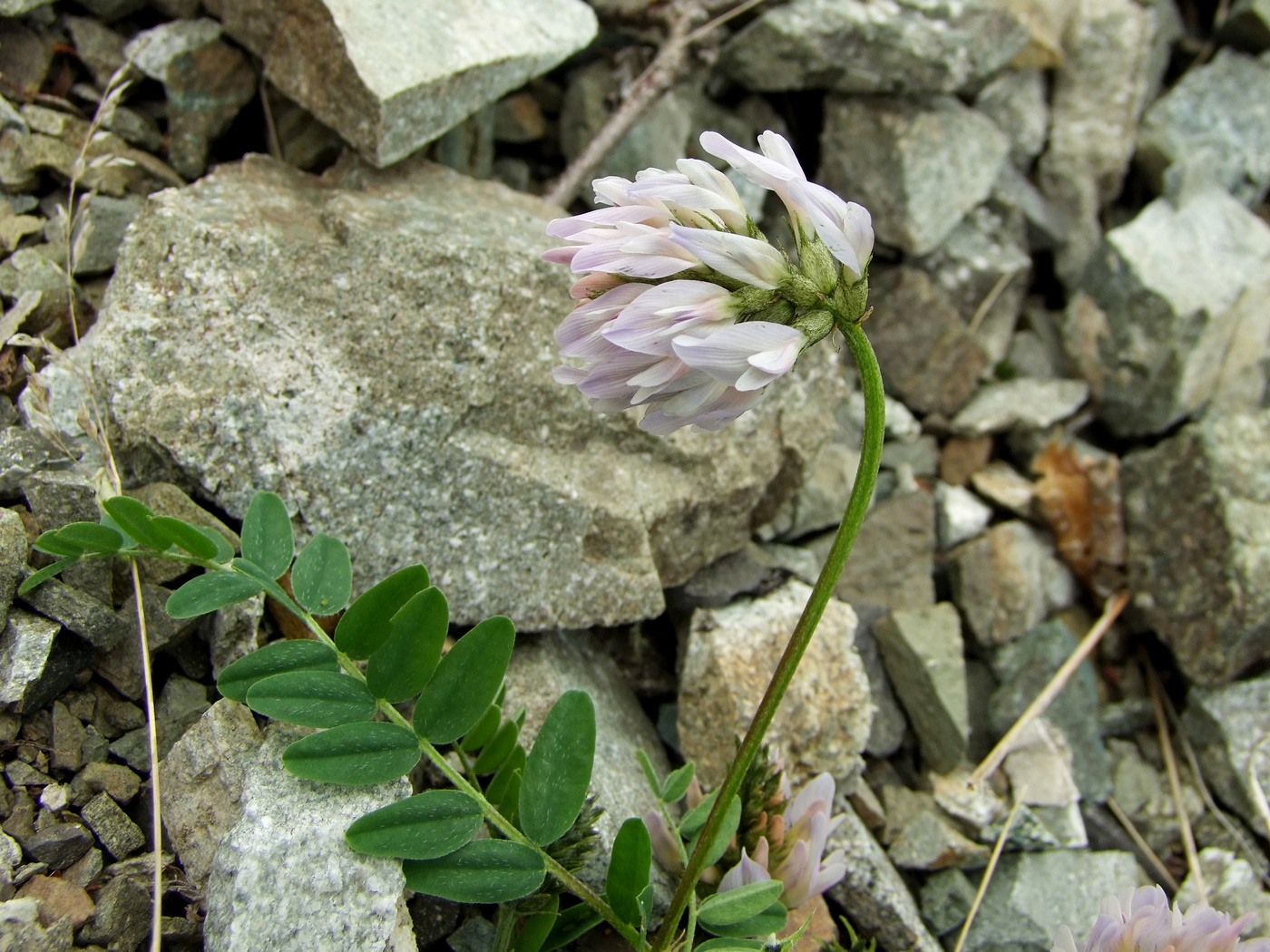 Image of Astragalus boreomarinus specimen.