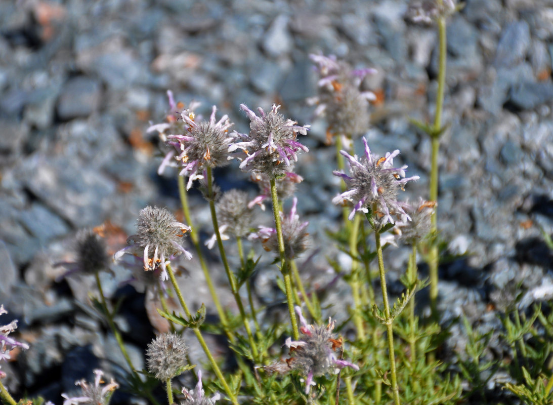 Image of Nepeta podostachys specimen.