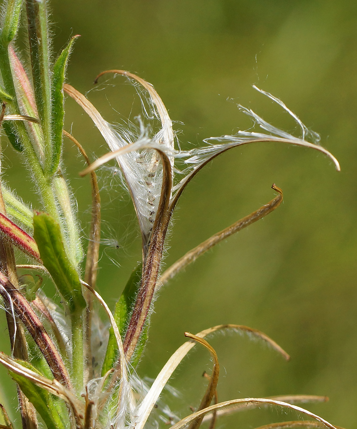 Image of Epilobium villosum specimen.