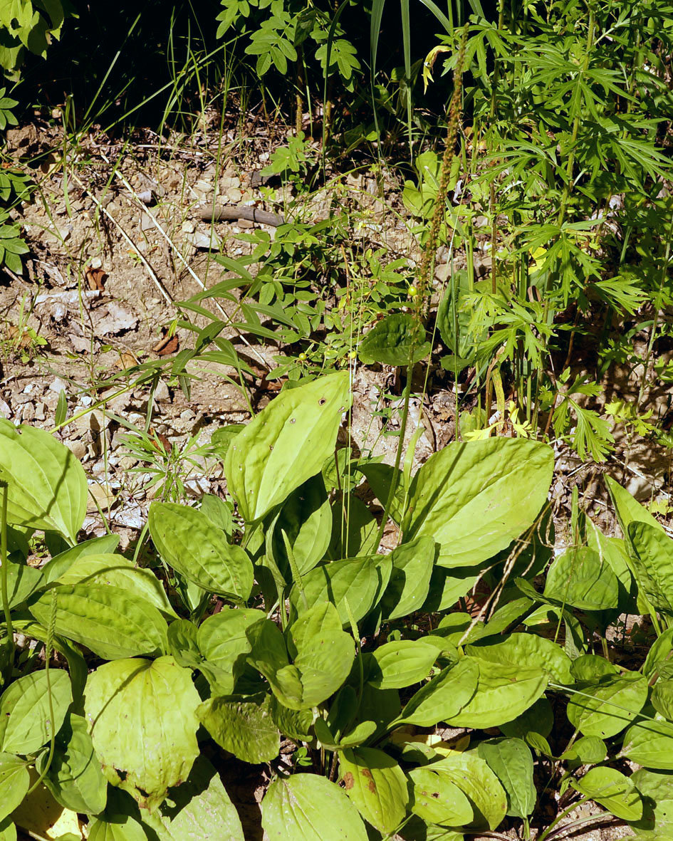 Изображение особи Plantago major.