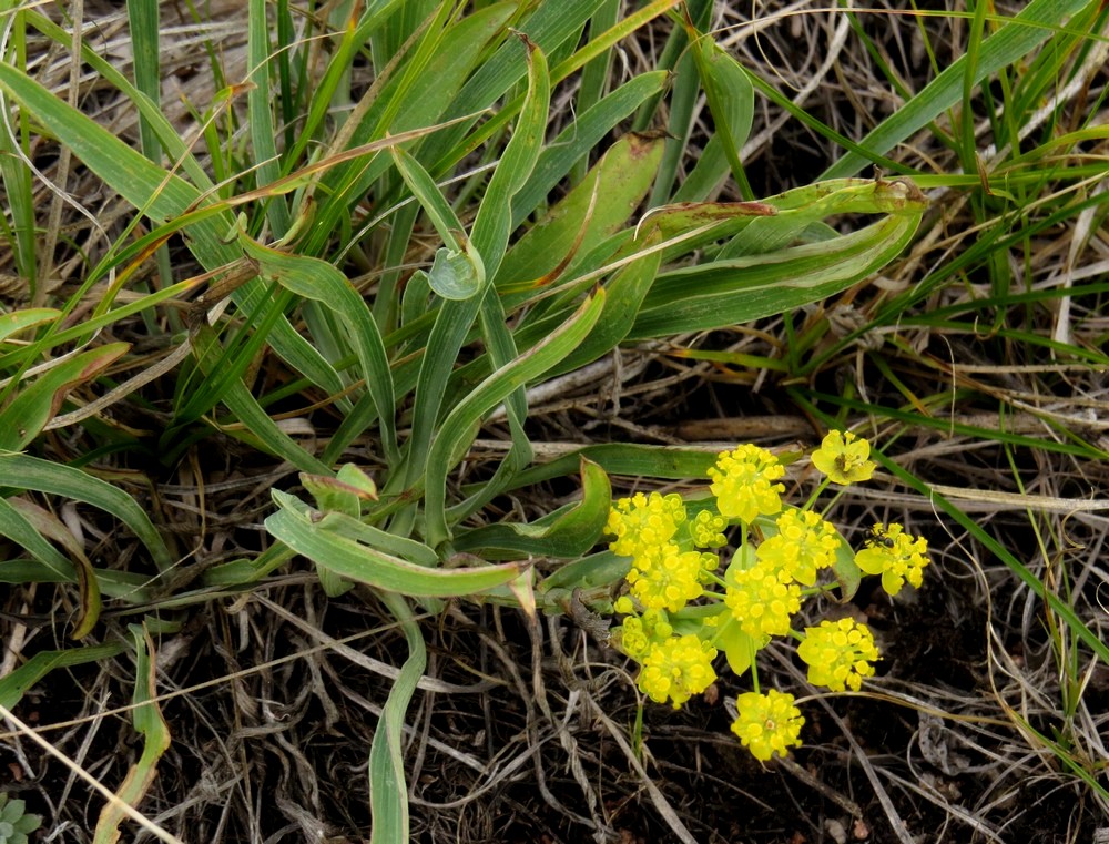 Image of Bupleurum multinerve specimen.