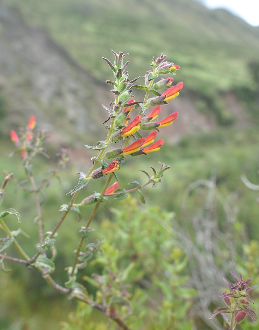 Image of Bartsia camporum specimen.