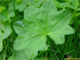 genus Alchemilla. Лист. Украина, Львовская обл., Сколевский р-н, окр. с. Труханив. 20.05.2018.