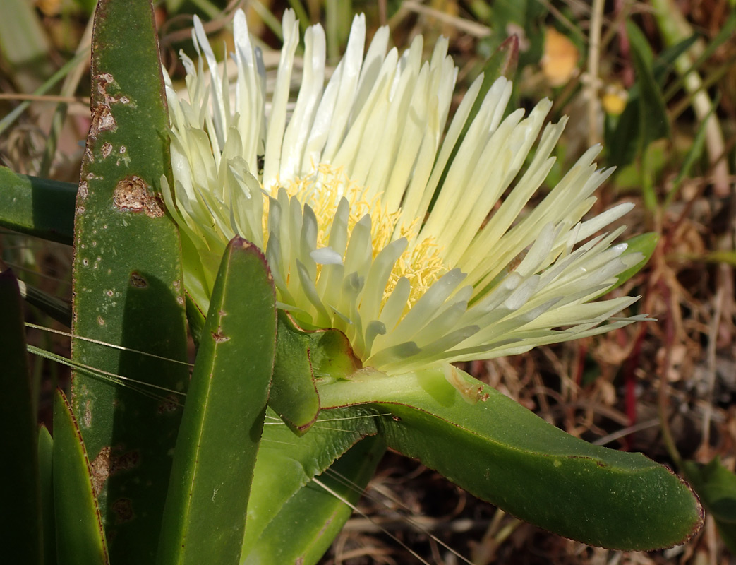 Изображение особи Carpobrotus edulis.