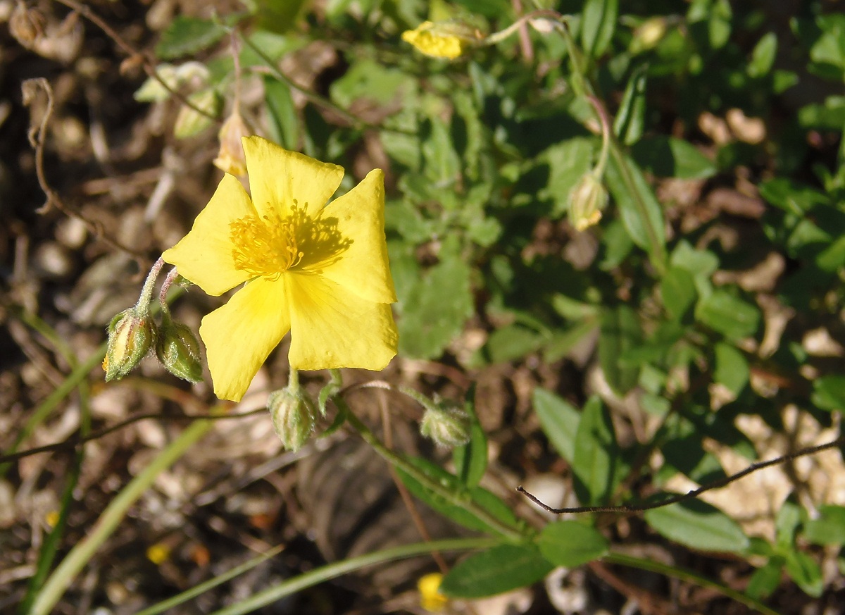 Image of genus Helianthemum specimen.