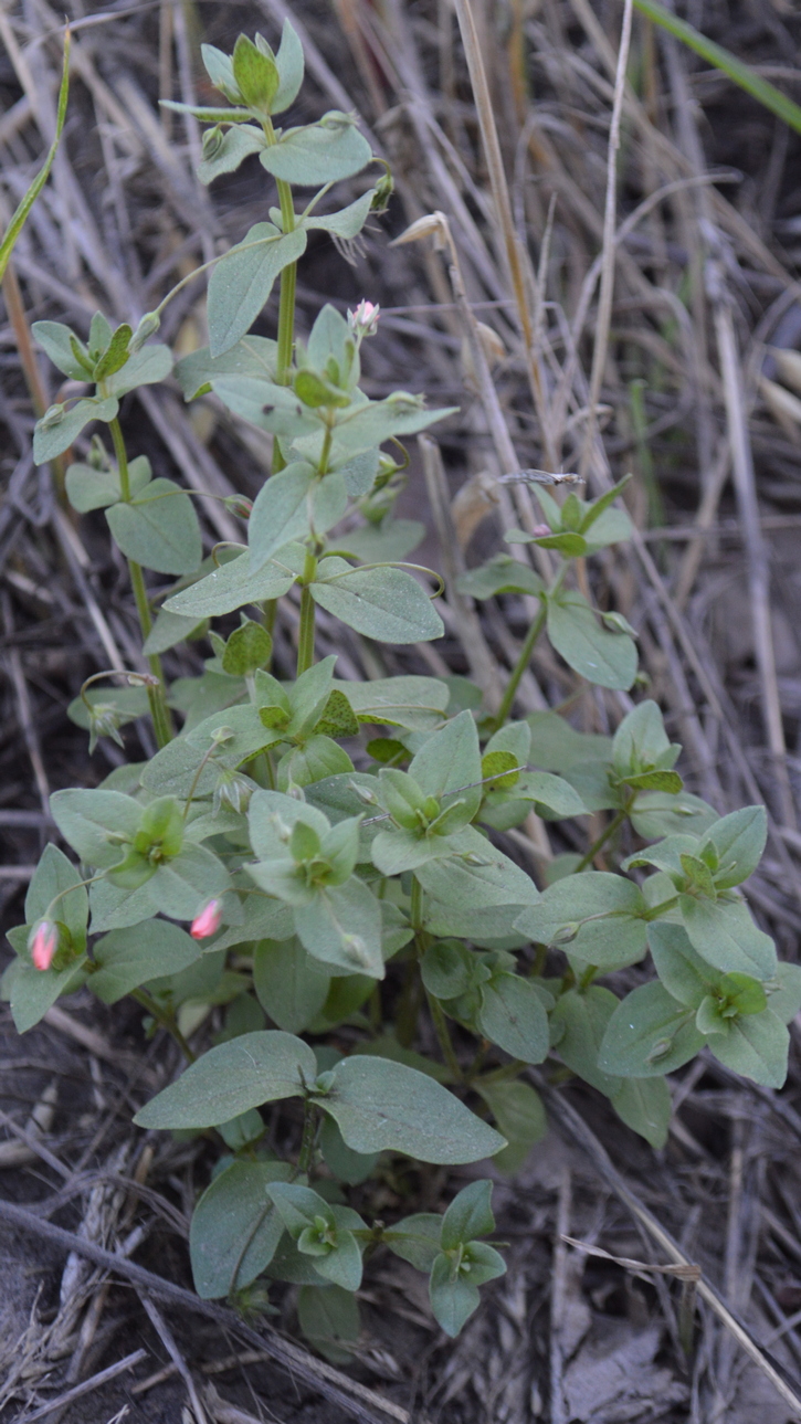 Image of Anagallis arvensis specimen.