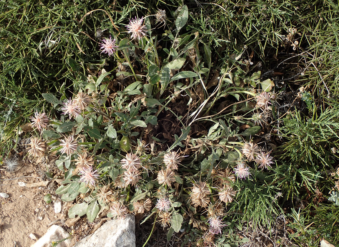 Image of Centaurea raphanina ssp. mixta specimen.