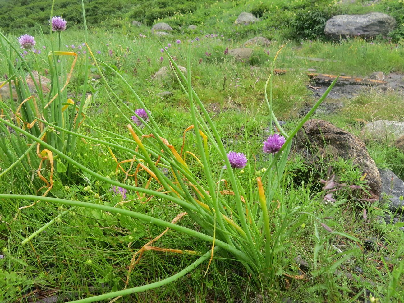 Изображение особи Allium schoenoprasum.