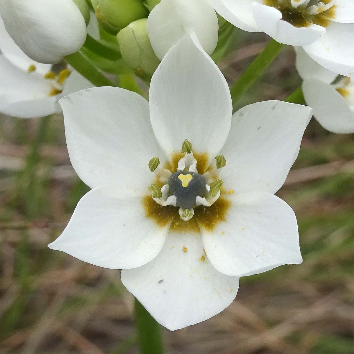 Image of Ornithogalum thyrsoides specimen.