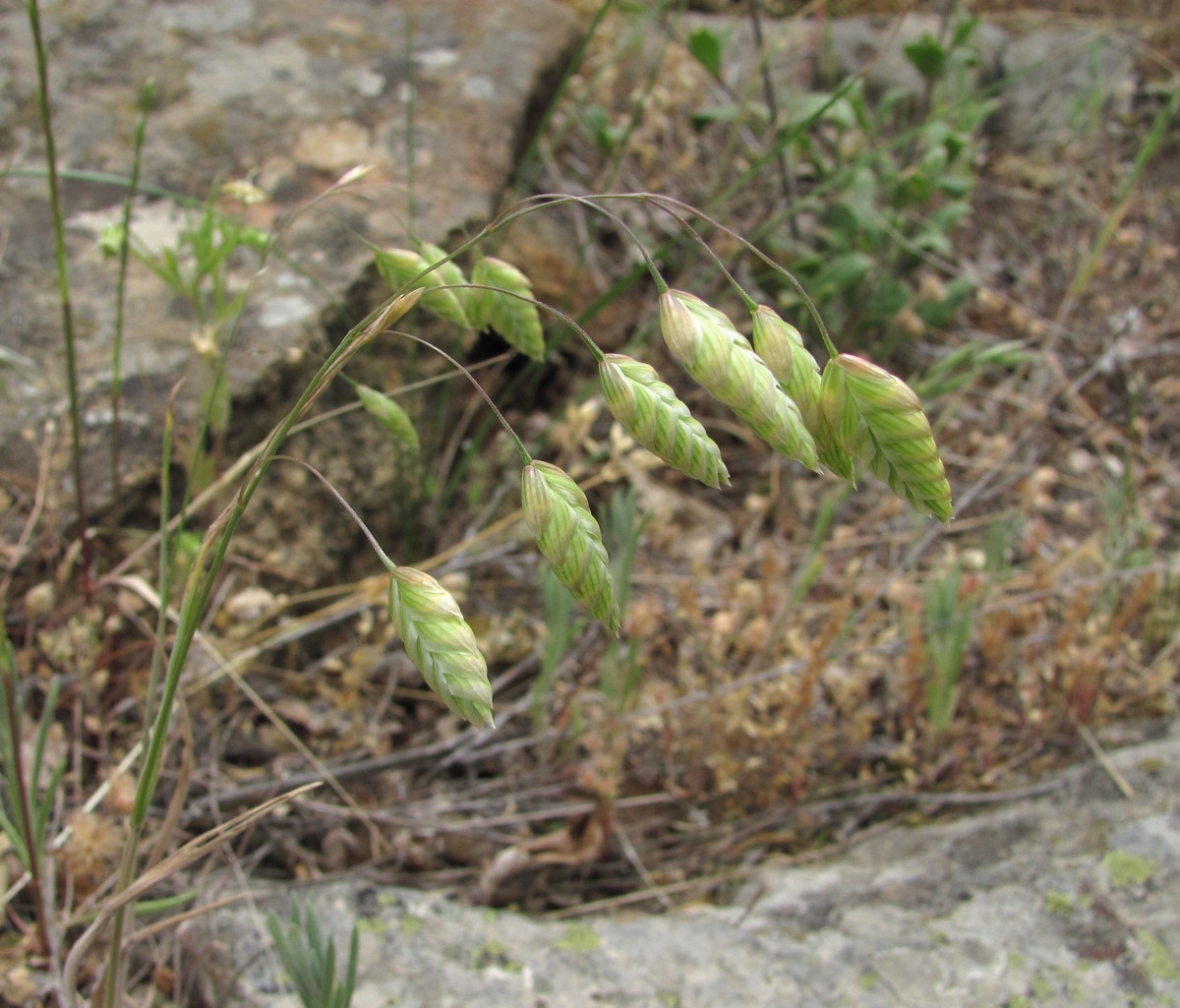 Image of Bromus briziformis specimen.