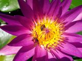 Nymphaea nouchali variety zanzibariensis. Цветок с фуражирующими пчёлами. Израиль, г. Бат-Ям, в озеленении высотного дома. 21.08.2018.