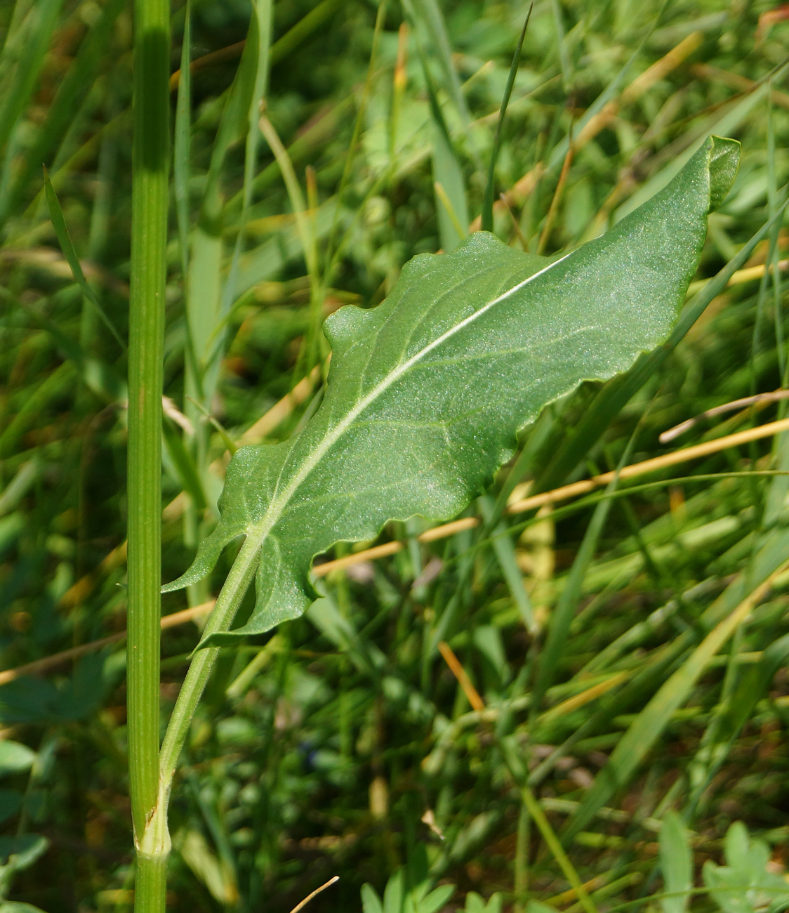 Image of Rumex acetosa specimen.