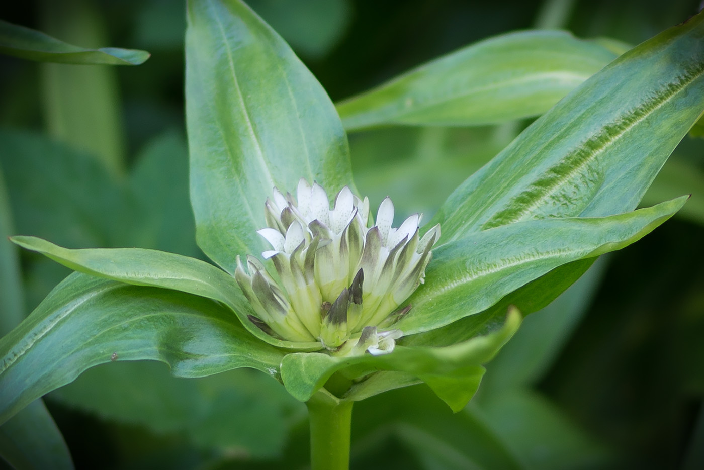 Image of Gentiana cruciata specimen.