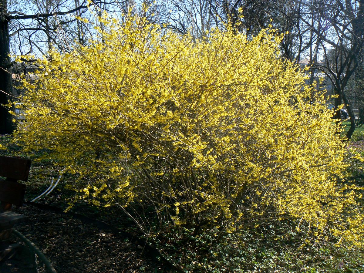 Image of Forsythia europaea specimen.