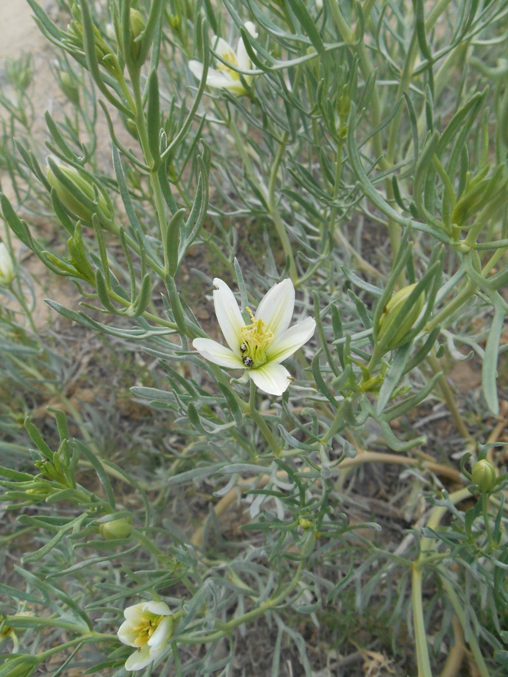 Image of Peganum harmala specimen.