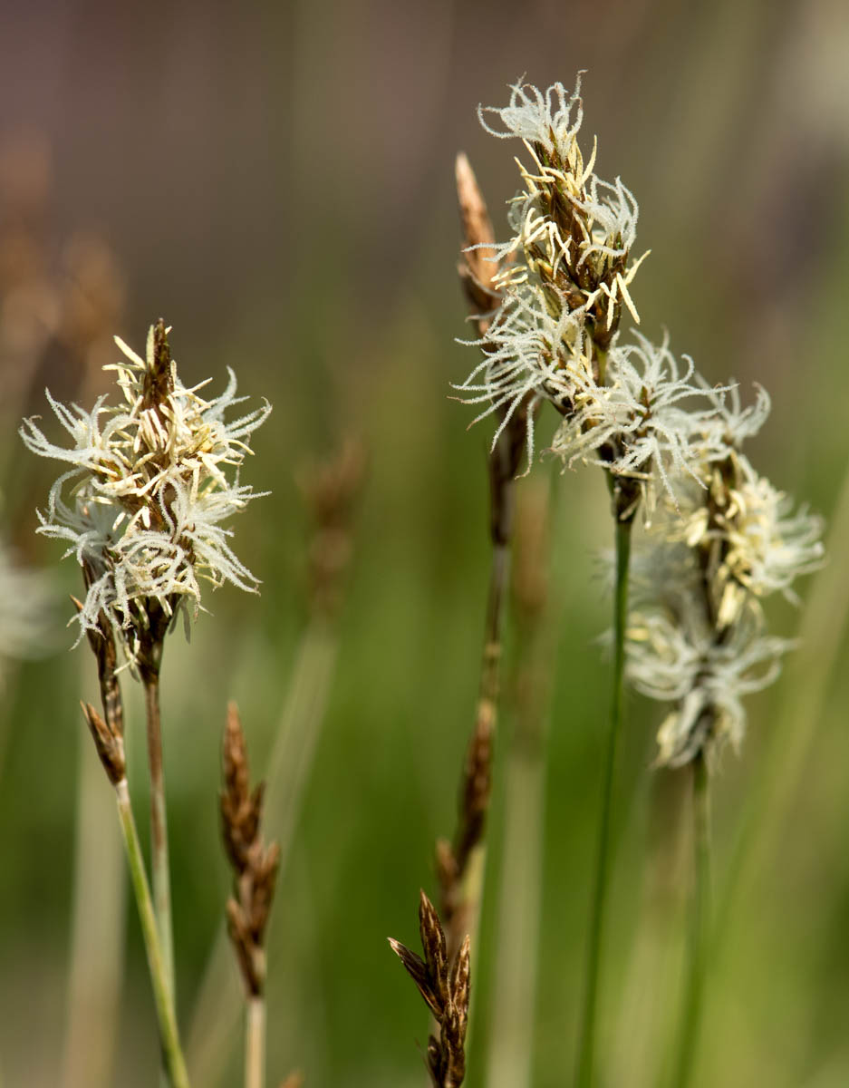 Изображение особи Carex praecox.