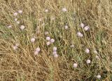 Convolvulus arvensis