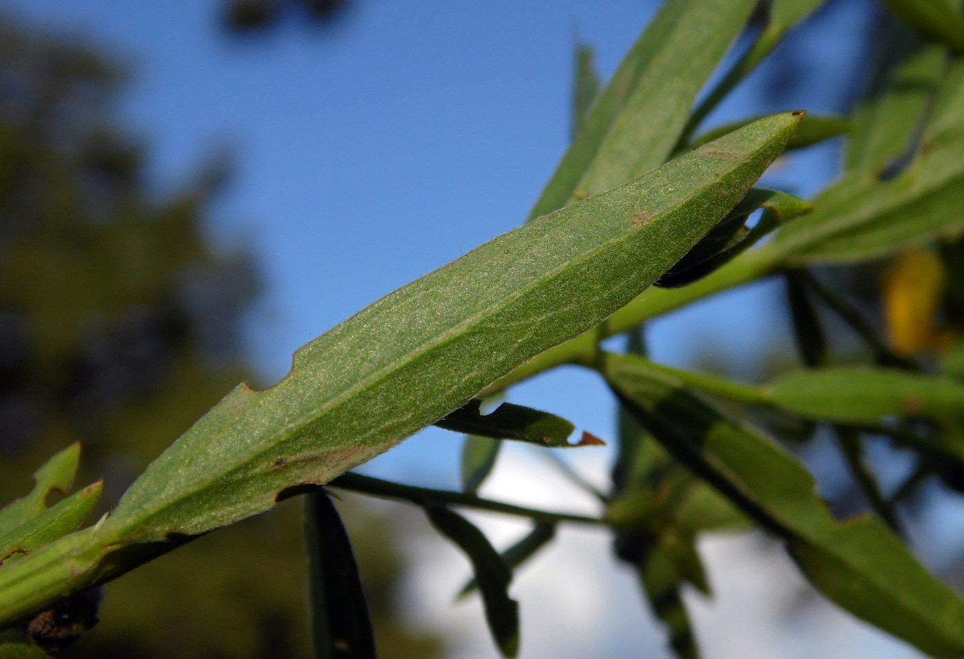 Image of Genista patula specimen.