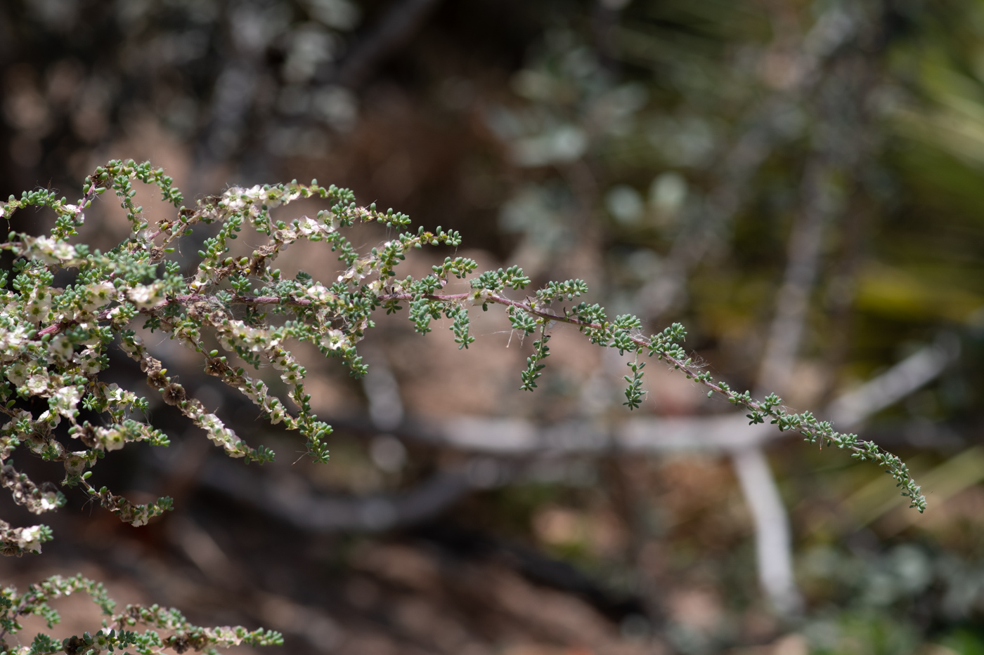 Image of Maireana brevifolia specimen.