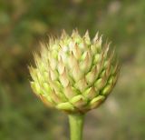 Cephalaria uralensis