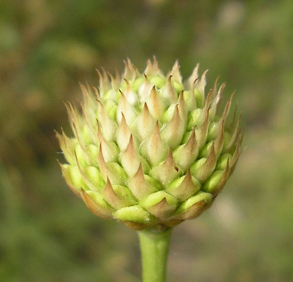 Image of Cephalaria uralensis specimen.