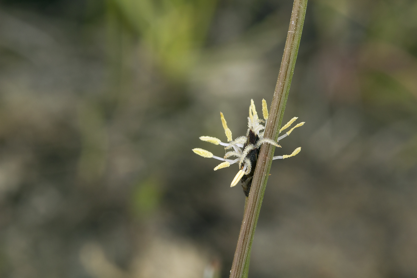 Изображение особи Eleocharis yokoscensis.