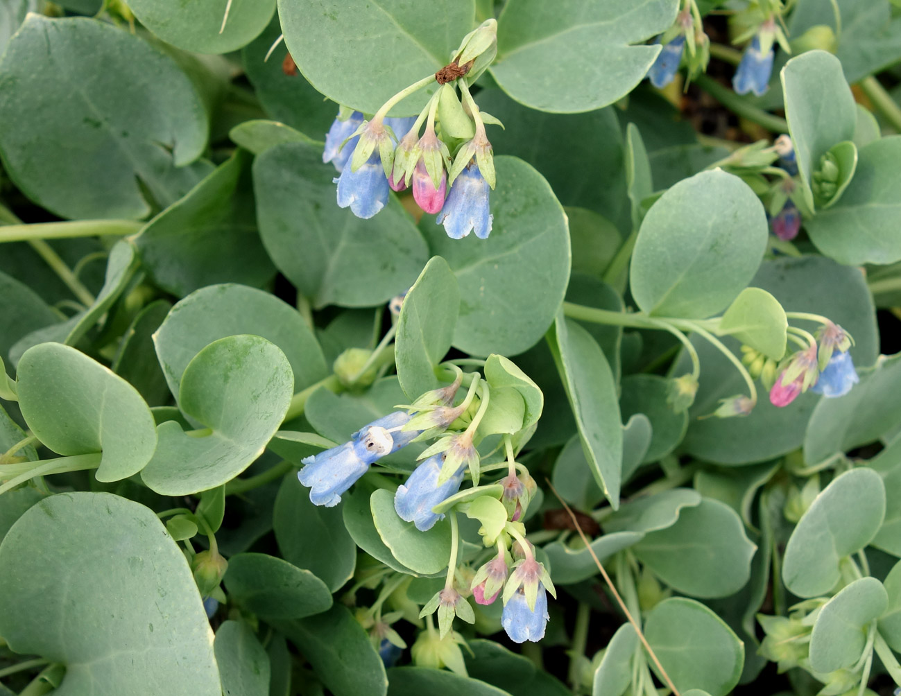 Изображение особи Mertensia maritima.