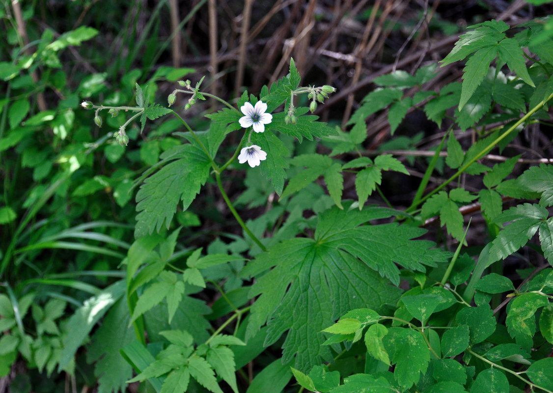 Image of Geranium krylovii specimen.