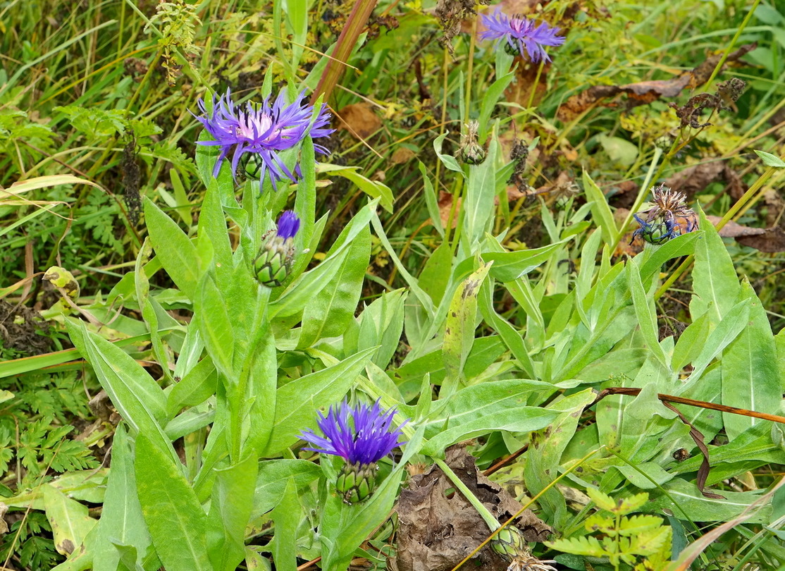 Image of Centaurea nigrofimbria specimen.