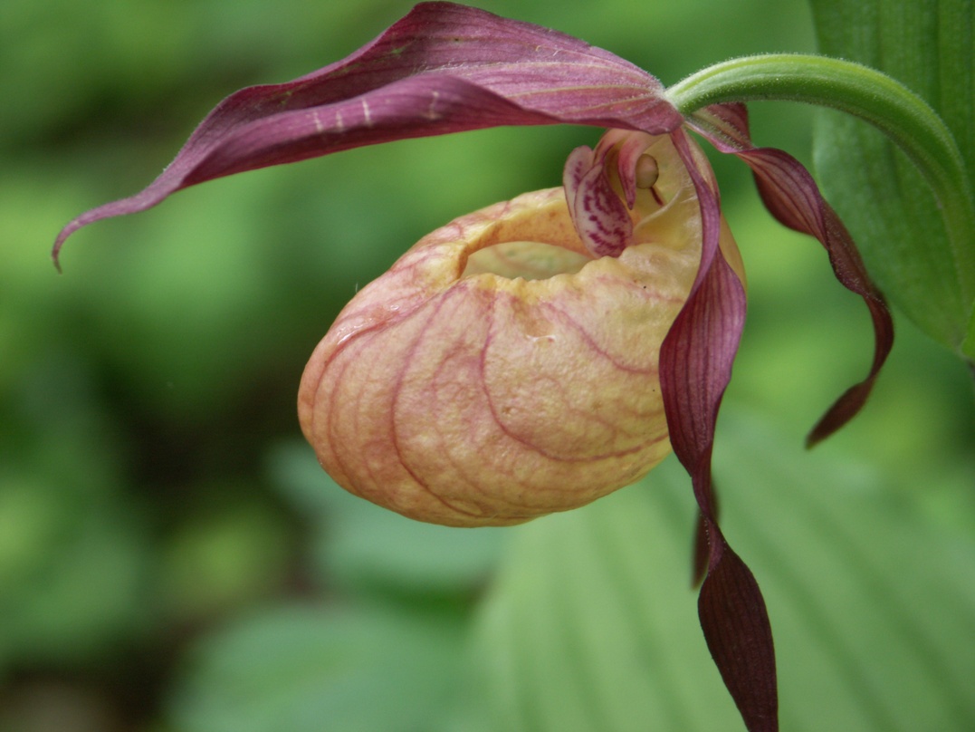 Image of Cypripedium &times; ventricosum specimen.