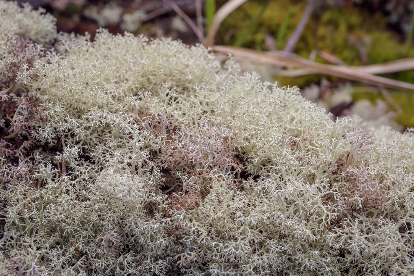 Image of genus Cladonia specimen.