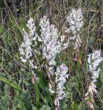 Polygala major