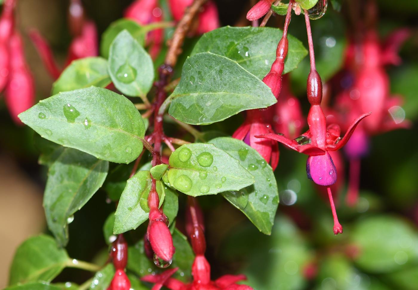 Image of genus Fuchsia specimen.