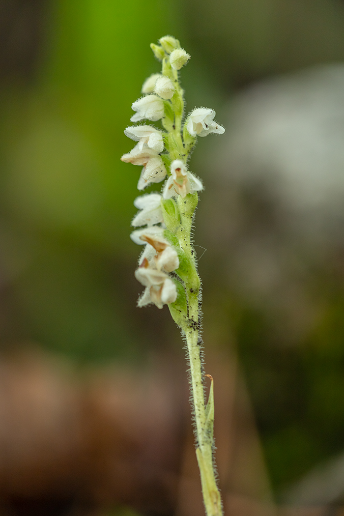 Изображение особи Goodyera repens.