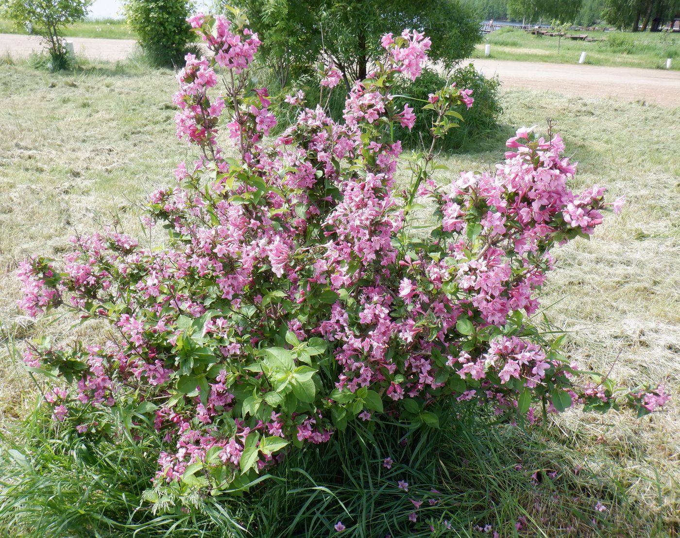 Изображение особи Weigela florida.