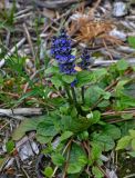 Ajuga reptans. Верхушка побега с соцветием и розетка листьев. Московская обл., окр. г. Железнодорожный, вырубка на опушке смешанного леса. 25.05.2020.