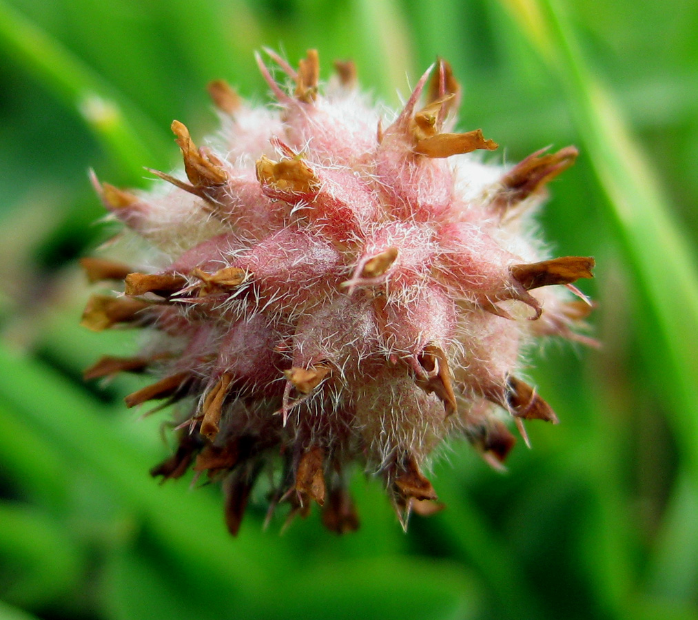 Image of Trifolium fragiferum specimen.