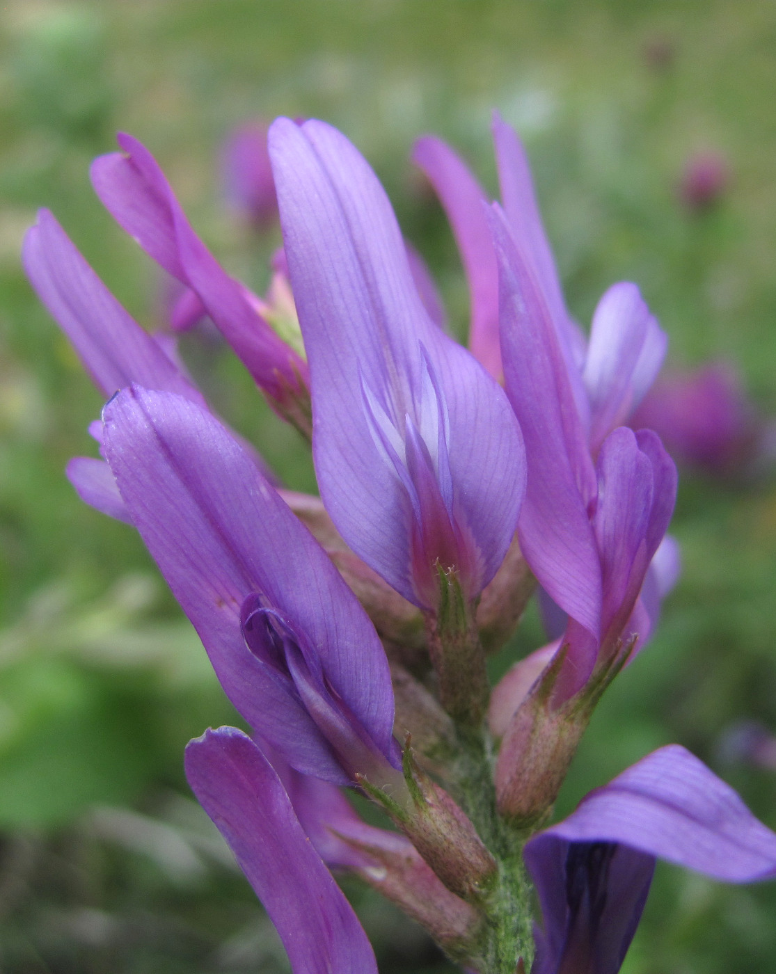 Изображение особи Astragalus onobrychis.