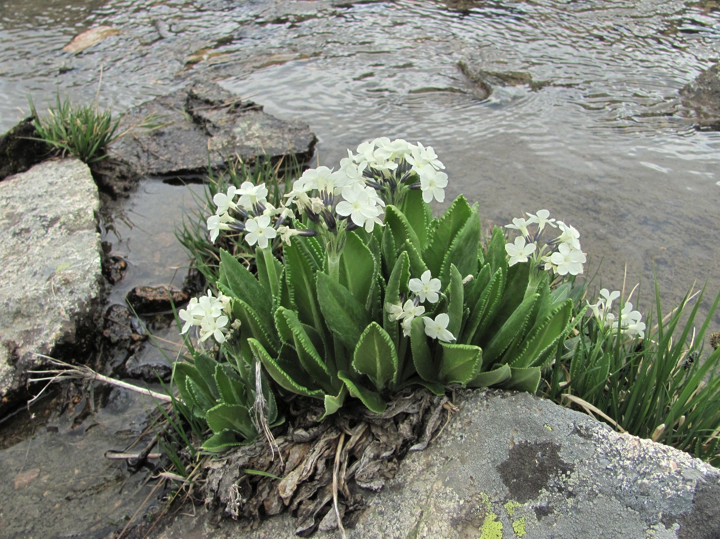 Image of Primula bayernii specimen.