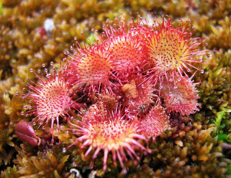 Image of Drosera rotundifolia specimen.