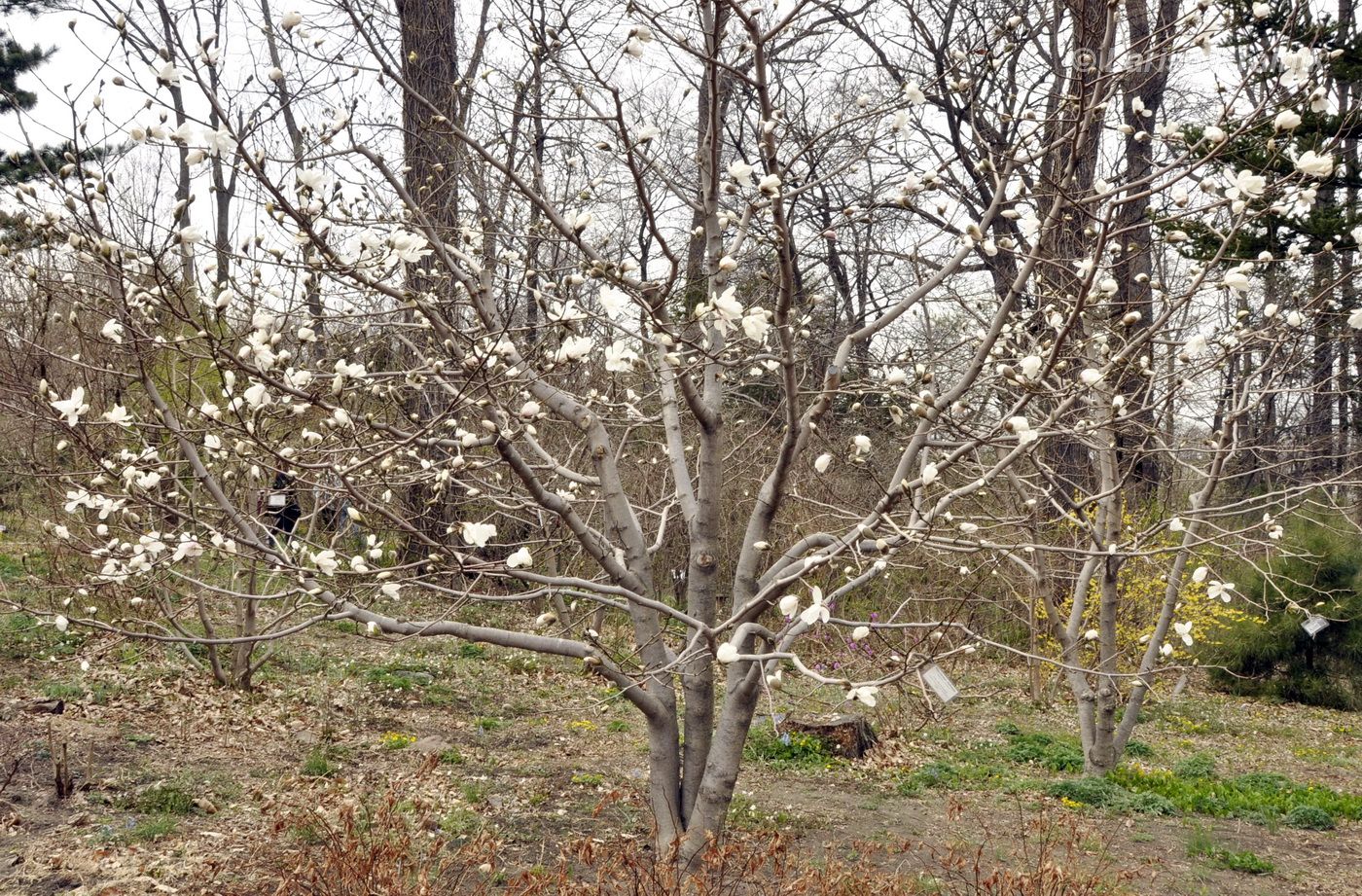 Image of Magnolia &times; loebneri specimen.