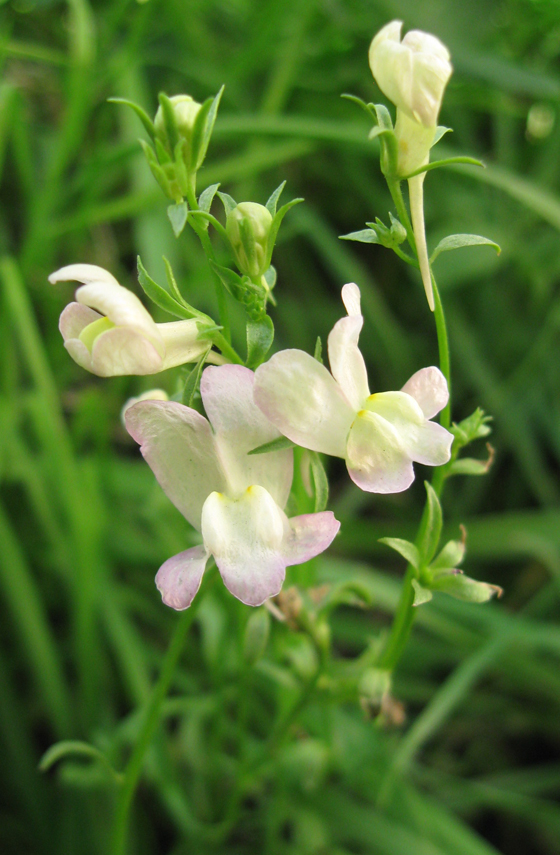 Изображение особи Linaria incarnata.