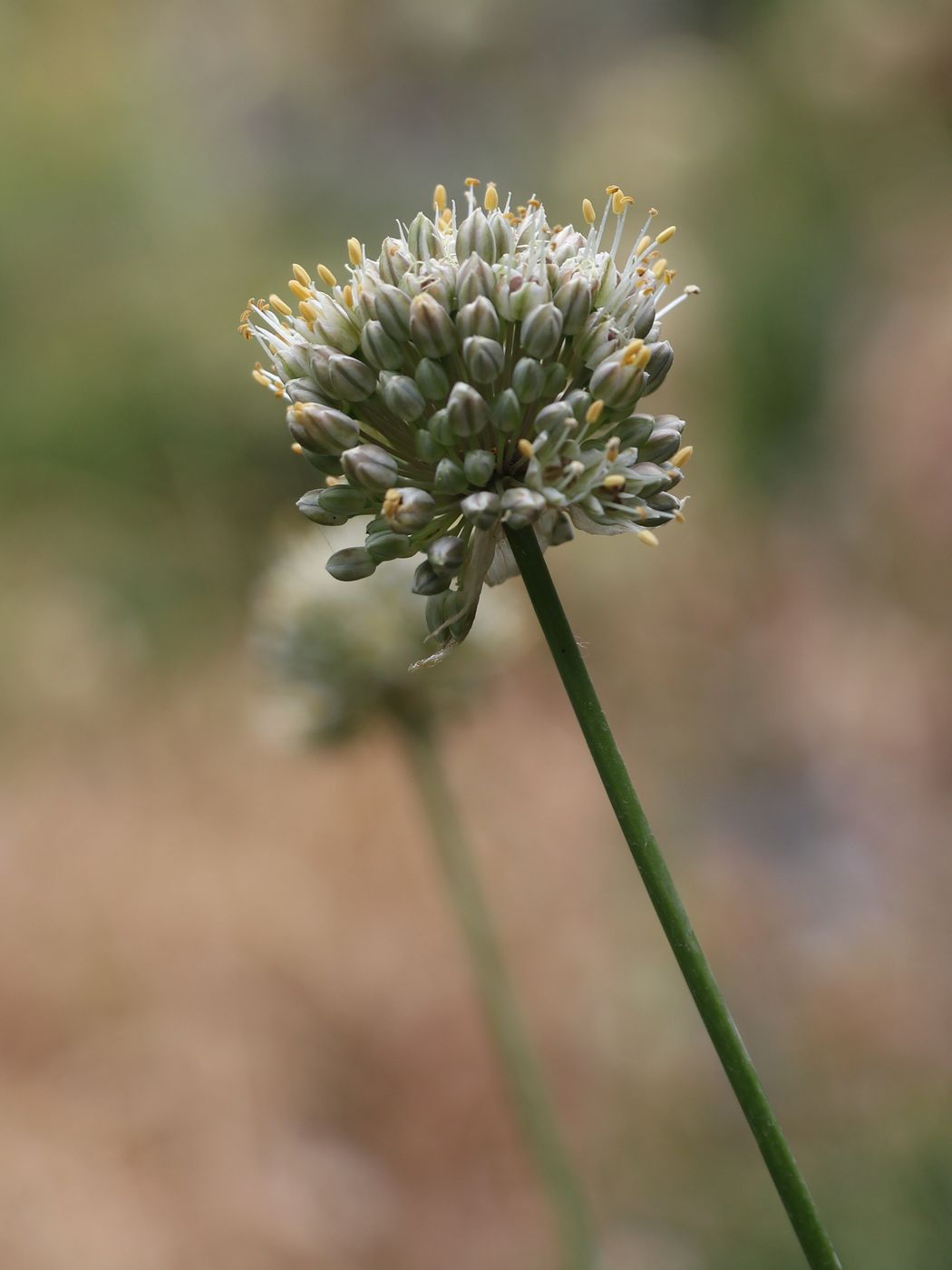 Image of Allium drobovii specimen.