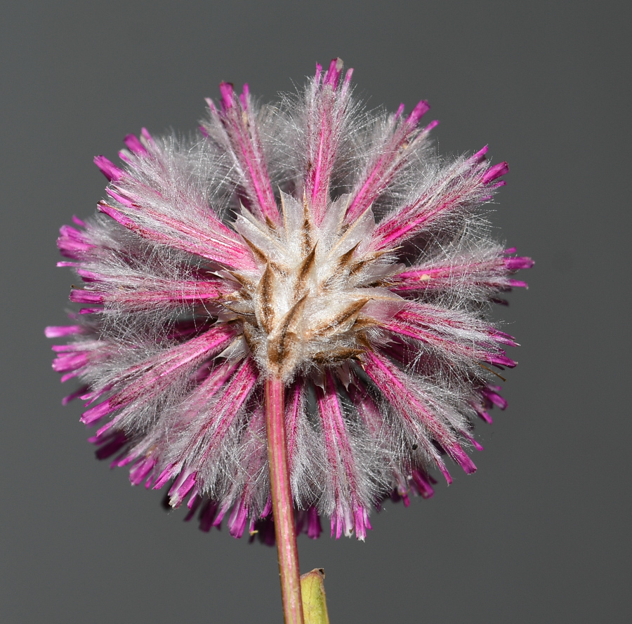 Image of Ptilotus exaltatus specimen.