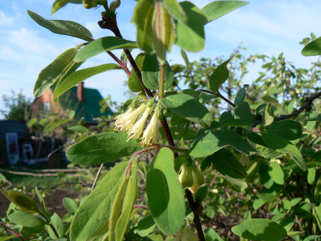 Image of Lonicera edulis specimen.