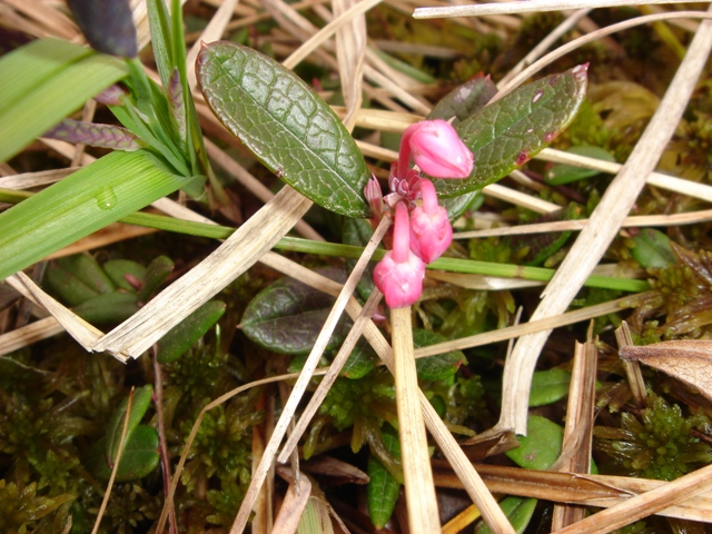 Image of Andromeda polifolia specimen.