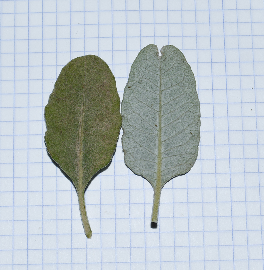 Image of Eriogonum giganteum specimen.