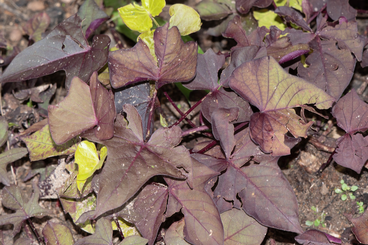 Изображение особи Ipomoea batatas.