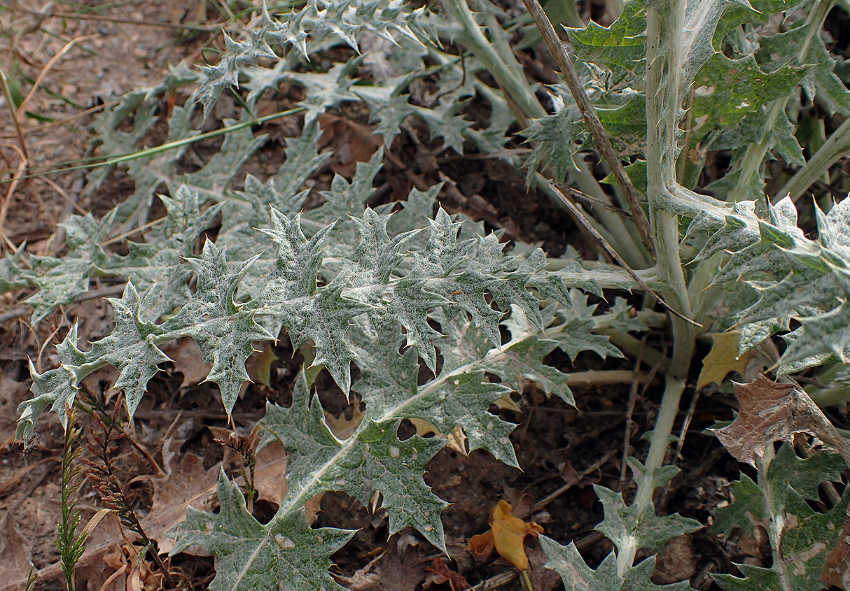 Изображение особи Lamyropsis cynaroides.